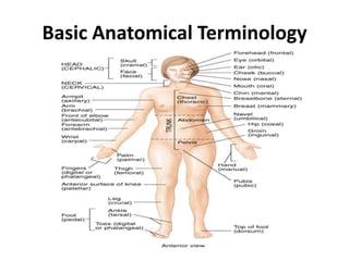 Body Terminologies Medical terminology | PPTX