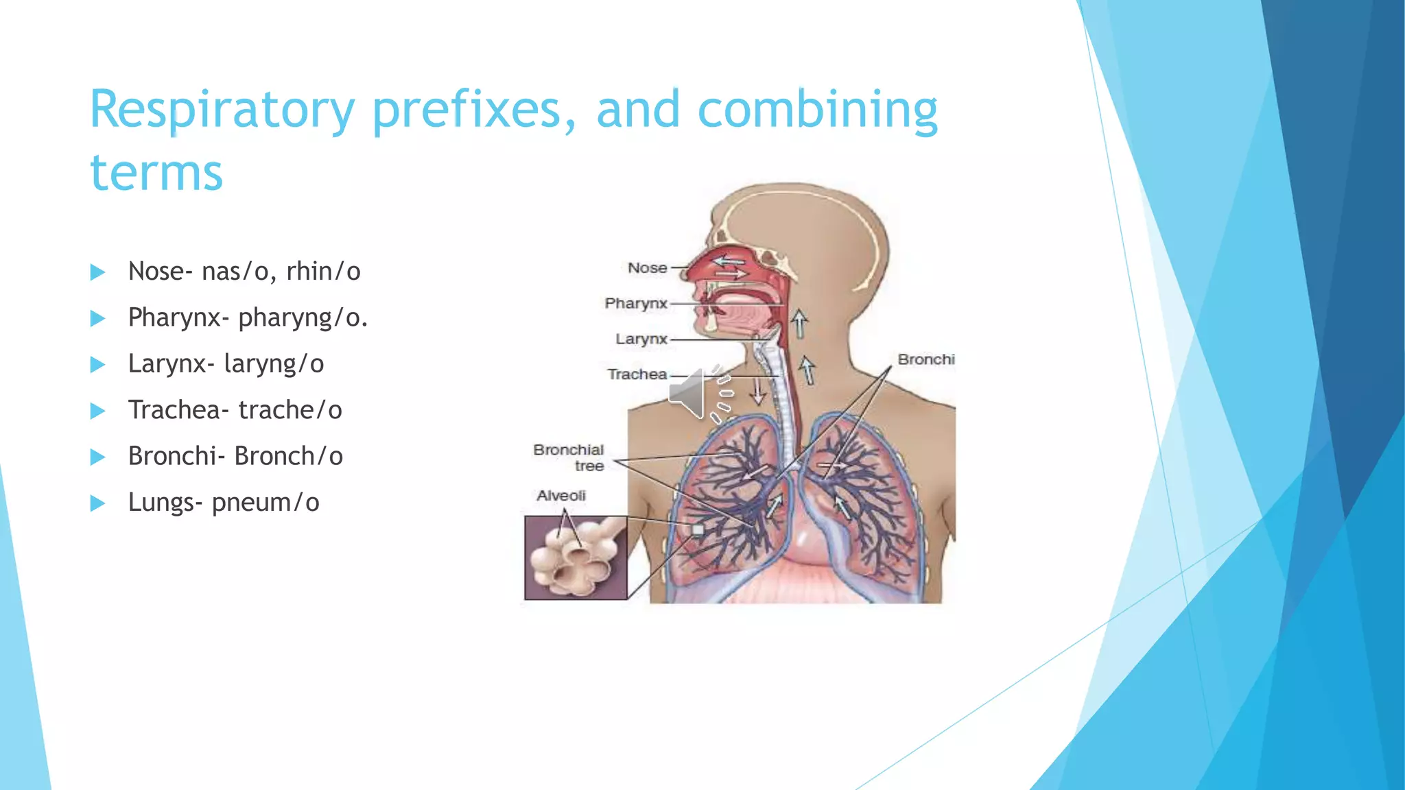 Respiratory prefixes, and combining
terms
Nose- nas/o, rhin/o
Pharynx- pharyng/o.
Larynx- laryng/o
Trachea- trache/o
Bronchi- Bronch/o
Lungs- pneum/o