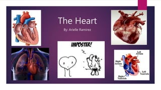 The Heart
By: Arielle Ramirez
 