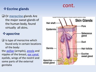cont.Eccrine glands
 Or merocrine glands Are
the major sweat glands of
the human body, found
virtually all skins.
apocrine
 Is type of merocrine which
found only in certain locations
of the body:
the axillae (armpits), areola and
nipples of the breast, ear canal,
eyelids, wings of the nostril and
some parts of the external
genitalia
 