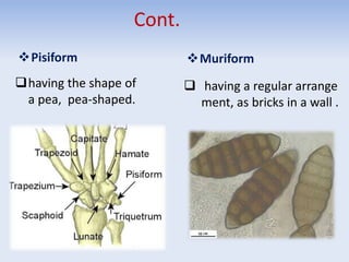 Cont.
Pisiform
having the shape of
a pea, pea-shaped.
Muriform
 having a regular arrange
ment, as bricks in a wall .
 