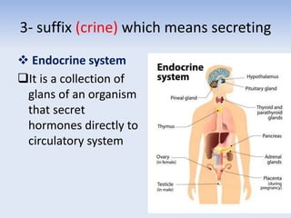  Endocrine system
It is a collection of
glans of an organism
that secret
hormones directly to
circulatory system
3- suffix (crine) which means secreting
 