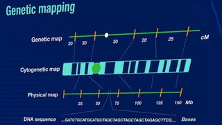 Medical Thesis by Slidesgo Principles and application of Genomics and ...