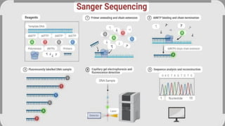 Medical Thesis by Slidesgo Principles and application of Genomics and ...