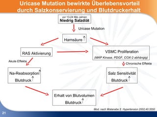 Uricase Mutation bewirkte Überlebensvorteil
           durch Salzkonservierung und Blutdruckerhalt
                                    vor 13-24 Mio Jahren
                                   Niedrig Salzdiät

                                                 Uricase Mutation


                                     Harnsäure


              RAS Aktivierung                                       VSMC Proliferation
                                                           (MAP Kinase, PDGF, COX-2 abhängig)
     Akute Effekte
                                                                                   Chronische Effekte


     Na-Reabsorption                                                 Salz Sensitivität
         Blutdruck                                                      Blutdruck


                                Erhalt von Blutvolumen
                                      Blutdruck
                                                           Mod. nach Watanabe S Hypertension 2002;40:3550
21
 