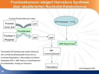 Fructosekonsum steigert Harnsäure Synthese
             über akzellerierten Nucleotid-Katabolismus


          Fructose-Phosphorylierung in Leber

                                                                 ATP-Verbrauch   Pi
      Fructose                             ATP
     Sorbit, Xylit

                      Fructokinase

     Fructose-1-
                                           ADP             AMP
     Phosphat
                                                                      AMP-Desaminase


                                                           IMP
Verminderte ATP Synthese oder rapider Verbrauch
                                                     Inositmonophosphat
über normale Synthesekapazität hinaus führt zu
vermehrter Degradation u. Akkumulation von Adenin-
Nukleotiden ADP u. AMP, Abbau zu verschiedenenen
Purin-Metaboliten, Anstieg von Harnsäure

                                                       Harnsäure
                                                                                       nach Nakagawa 2005
30
 