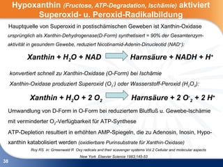 Hypoxanthin (Fructose, ATP-Degradation, Ischämie) aktiviert
            Superoxid- u. Peroxid-Radikalbildung
     Hauptquelle von Superoxid in postischämischen Geweben ist Xanthin-Oxidase
 ursprünglich als Xanthin-Dehydrogenase(D-Form) synthetisiert = 90% der Gesamtenzym-
 aktivität in gesundem Gewebe, reduziert Nicotinamid-Adenin-Dinucleotid (NAD+):

            Xanthin + H2O + NAD                                       Harnsäure + NADH + H+

     konvertiert schnell zu Xanthin-Oxidase (O-Form) bei Ischämie
     Xanthin-Oxidase produziert Superoxid (O2-) oder Wasserstoff-Peroxid (H2O2):

             Xanthin + H2O + 2 O2                                     Harnsäure + 2 O-2 + 2 H+
 Umwandlung von D-Form in O-Form bei reduziertem Blutfluß u. Gewebe-Ischämie
 mit verminderter O2-Verfügbarkeit für ATP-Synthese
 ATP-Depletion resultiert in erhöhten AMP-Spiegeln, die zu Adenosin, Inosin, Hypo-
 xanthin katabolisiert werden (oxidierbare Purinsubstrate für Xanthin-Oxidase)
             Roy RS in: Grreenwald R Oxy radicals and their scavenger systems Vol.2 Cellular and molecular aspects
                                         New York Elsevier Science 1983;145-53
38
 