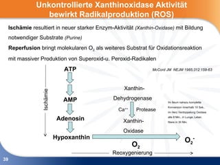 Unkontrollierte Xanthinoxidase Aktivität
                   bewirkt Radikalproduktion (ROS)
     Ischämie resultiert in neuer starker Enzym-Aktivität (Xanthin-Oxidase) mit Bildung
     notwendiger Substrate (Purine)
     Reperfusion bringt molekularen O2 als weiteres Substrat für Oxidationsreaktion
     mit massiver Produktion von Superoxid-u. Peroxid-Radikalen
                                 ATP                             McCord JM NEJM 1985;312:159-63




                                                     Xanthin-
                   Ischämie




                                 AMP             Dehydrogenase
                                                                        Im Ileum nahezu komplette
                                                                        Konversion innerhalb 10 Sek.,
                                                   Ca++    Protease     im Herz Verdoppelung Oxidase

                               Adenosin              Xanthin-
                                                                        alle 8 Min., in Lunge, Leber,
                                                                        Niere in 30 Min.


                                                     Oxidase
                              Hypoxanthin
                                                                                      O2 -
                                                          O2
                                                Reoxygenierung
39
 
