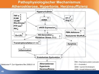 Pathophysiologischer Mechanismus:
            Atherosklerose, Hypertonie, Herzinsuffizienz
                                             Hyperuricämie
               TNF-a
               ICAM                                                     ET-1
               VCAM                               ADMA                  Ang II
               Rho-Kinase
               PTP-ase
               Akt                              eNOS Expression

                                                                        PMN Adhärenz
                 Ox-LDL                        NO-Generation            Reduzierter Blutfluß
                                            Oxidativer Stress (ROS)

               Transkriptionsfaktor(NF-KB)                                Apoptose


                     Inflammation


                                             Endotheliale Dysfunktion

                                                                                 PMN = Polymorphonucleäre Leukozyten
Balakumar P Curr Hypertens Rev 2009;5:1-6       Atherosklerose                   ET-1 = Endothelin-1
                                                Hypertonie                       ADMA = asymetr.Dimethylarginin
                                                Herzinsuffizienz                 ICAM = intrazell Adhäsionsmoelkül
45
 