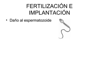 FERTILIZACIÓN E
IMPLANTACIÓN
• Daño al espermatozoide
 