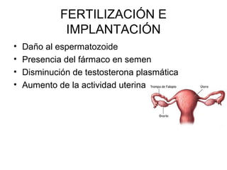 FERTILIZACIÓN E
IMPLANTACIÓN
• Daño al espermatozoide
• Presencia del fármaco en semen
• Disminución de testosterona plasmática
• Aumento de la actividad uterina
 