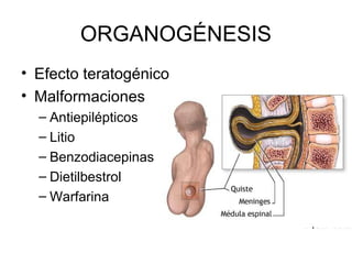 ORGANOGÉNESIS
• Efecto teratogénico
• Malformaciones
– Antiepilépticos
– Litio
– Benzodiacepinas
– Dietilbestrol
– Warfarina
 