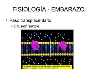 FISIOLOGÍA - EMBARAZO
• Paso transplacentario
– Difusión simple
 