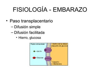 FISIOLOGÍA - EMBARAZO
• Paso transplacentario
– Difusión simple
– Difusión facilitada
• Hierro, glucosa
 