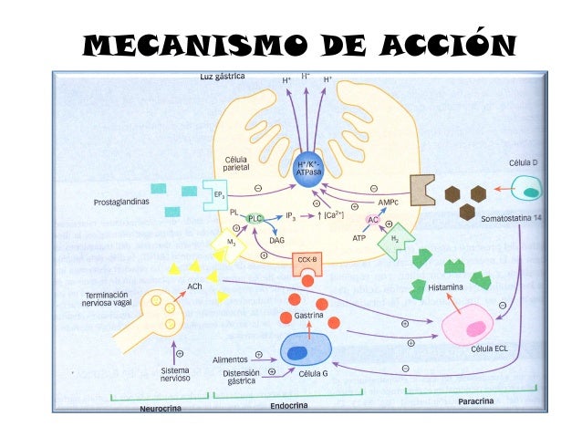 Medicamentos en el sistema gastrointestinal