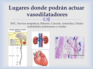 
Lugares donde podrán actuar
vasodilatadores
SNC, Nervios simpáticos, Riñones, Corazón, Arteriolas, Células
endoteliales pulmonares y renales
 