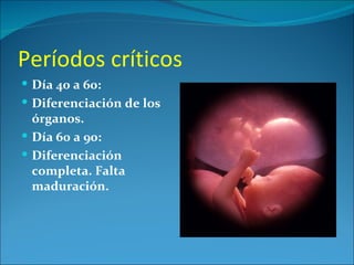 Períodos críticos
 Día 40 a 60:
 Diferenciación de los
  órganos.
 Día 60 a 90:
 Diferenciación
  completa. Falta
  maduración.
 
