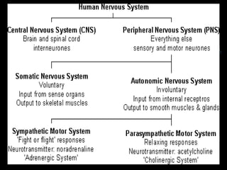 Medications Affecting The Nervous System
