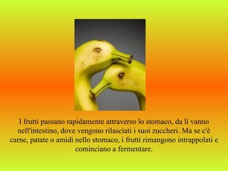 I frutti passano rapidamente attraverso lo stomaco, da lì vanno
  nell'intestino, dove vengono rilasciati i suoi zuccheri. Ma se c'è
carne, patate o amidi nello stomaco, i frutti rimangono intrappolati e
                       cominciano a fermentare.
 