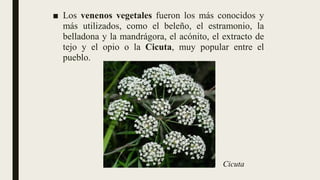 ■ Los venenos vegetales fueron los más conocidos y
más utilizados, como el beleño, el estramonio, la
belladona y la mandrágora, el acónito, el extracto de
tejo y el opio o la Cicuta, muy popular entre el
pueblo.
Cicuta
 