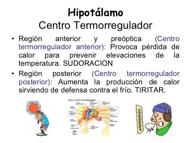 Medicina Fisiologia Termoregulacion Y Piel Medicina Fisiologia Termoregulacion Y Piel