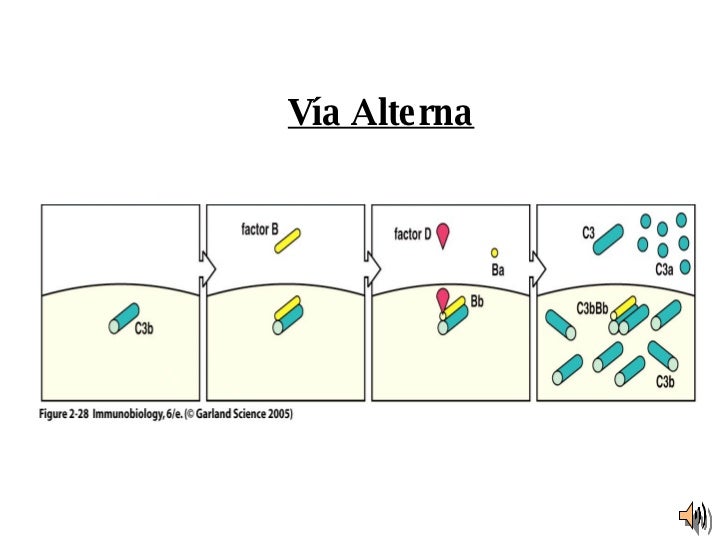 Inmunologia Sistema De Complemento