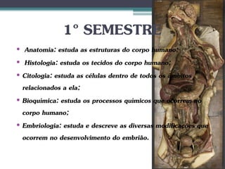 1º SEMESTRE
• Anatomia: estuda as estruturas do corpo humano;
• Histologia: estuda os tecidos do corpo humano;
• Citologia: estuda as células dentro de todos os âmbitos
relacionados a ela;
• Bioquímica: estuda os processos químicos que ocorrem no
corpo humano;
• Embriologia: estuda e descreve as diversas modificações que
ocorrem no desenvolvimento do embrião.
 