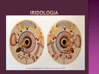 IRIDOLOGIALos diferentes signos iridianos (anomalías cromáticas , manchas, cavidades y relieves) no son las consecuencias de ciertas enfermedades sino que las preceden, es decir estan presentes en el momento del nacimiento y persisten hasta la muerte. Se puede asimilar estos signos iridianos a las huellas genéticas de los puntos débiles del organismo y a predisposiciones a ciertas enfermedades.Con la iridologia se puede descubrir el órgano a problema antes que la persona se enferme, pues ciertos signos iridianos se manifiestan antes que la enfermedad. La iridologia juega un papel de prevención en la terapeutica natural.