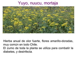 Medicina  Ancestral Mapuche 