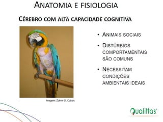  Medicina de Aves