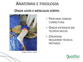  Medicina de Aves