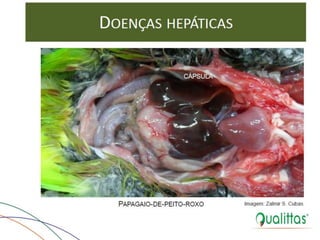 Medicina de Aves