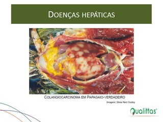  Medicina de Aves