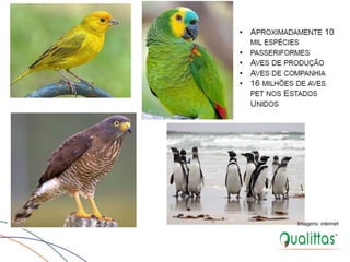  Medicina de Aves