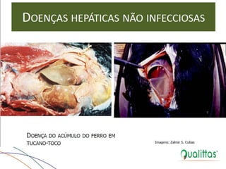  Medicina de Aves