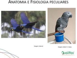  Medicina de Aves