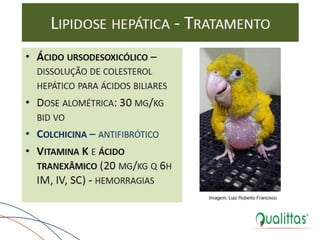  Medicina de Aves