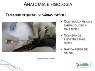  Medicina de Aves