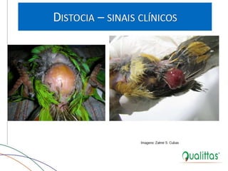  Medicina de Aves