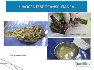  Medicina de Aves