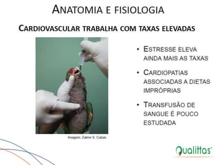  Medicina de Aves