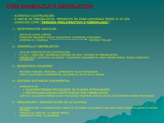 FASE ANABOLICA O ASIMILATIVA
- AUTENTICA CICATRIZACIÓN.
- A PARTIR DE FIBROBLASTOS PRESENTES EN ZONA LESIONADA DESDE 3º-4º DÍA.
- CONOCIDA COMO “PERIODO PROLIFERATIVO 0 FIBROPLASIA”.
1.- NEOFORMACIÓN VASCULAR:
– INICIO EN ZONAS LIMPIAS.
– FOMACIÓN PEQUEÑOS VASOS SANGUINEOS (CORDONES CAPILARES).
– APORTAN O2 Y ENERGIA SINTESIS TISULAR.
2.- DESARROLLO FIBROBLASTOS:
– CELULAS ESPECIFICAS DE CICATRIZACIÓN.
– F.C.D.P. + INSULINA: FAVORECEN SINTESIS DE ADN Y MITOSIS DE FIBROBLASTOS.
– FIBROBLASTO: SINTETIZA COLAGENO Y SUSTANCIA FUNDAMENTAL PARA FORMAR NUEVO TEJIDO CONECTIVO
REPARADOR.
3.- BIOSINTESIS COLAGENO:
– PROTEINA FIBROSA: PRINCIPAL COMPONENTE TEJIDO REPARADOR.
– JUNTO A SUSTANCIA FUNDAMENTAL RELLENAN EL LECHO DE LA HERIDA.
4.- SINTESIS SUSTANCIA FUNDAMENTAL:
– COMPUESTA DE:
+ GLUCOPROTEINAS PROCEDENTE DE PLASMA EXTRAVASADO.
+ MUCOPOLISACARIDOS SINTETIZADOS POR FIBRIBLASTOS.
– JUNTO AL COLAGENO FORMAN LECHO POR DONDE PENETRAN NUEVOS VASOS Y SE REPARAN PLANOS PROFUNDOS.
5.- MADURACIÓN Y REMODELACIÓN DE LA CICATRIZ:
– REORIENTACIÓN Y ORGANIZACIÓN CORRECTA DE FIBRAS COLAGENAS PARA QUE NUEVO TEJIDO ALCANCE LA MAYOR
SOLIDEZ.
– FINALIZA AL CABO DE 1 A VARIOS MESES.
– IMPORTANTE PAPEL COLAGENASA.
 