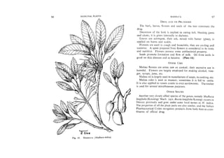 Medicinal plants- Slide 61