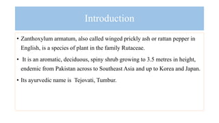 Timur ( Zanthoxylum armatum) Medicinal And Aromatic Plant Of Nepal ...