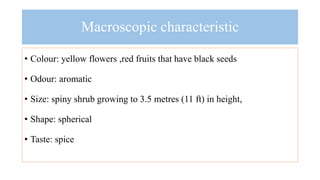 Timur ( Zanthoxylum armatum) Medicinal And Aromatic Plant Of Nepal ...