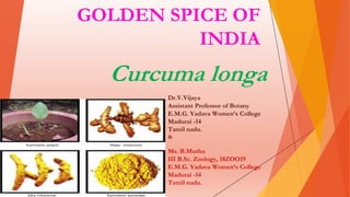 GOLDEN SPICE OF
INDIA
Curcuma longa
Dr.V.Vijaya
Assistant Professor of Botany
E.M.G. Yadava Women’s College
Madurai -14
Tamil nadu.
&
Ms. B.Muthu
III B.Sc. Zoology, 18ZOO19
E.M.G. Yadava Women’s College
Madurai -14
Tamil nadu.
 