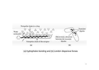 (a) hydrophobic bonding and (b) London dispersive forces
64
 