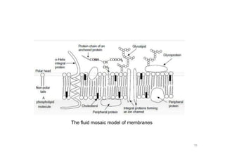 The fluid mosaic model of membranes
70
 