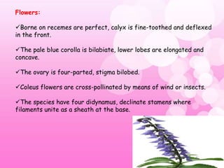 Deflexed MEDICINAL COLEUS.pptx