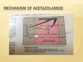 MECHANISM OF ACETAZOLAMIDE
 